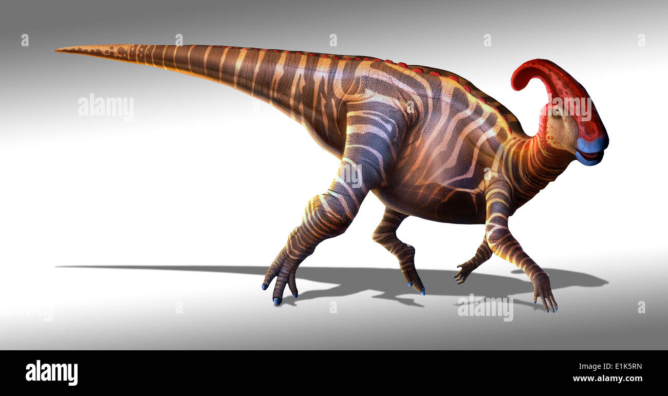 Parasaurolophus ("in der Nähe von crested Eidechse") im Jahre 1922 zum ersten Mal beschrieben wurde ein Dinosaurier, der am Ende der Kreidezeit lebte Stockfoto