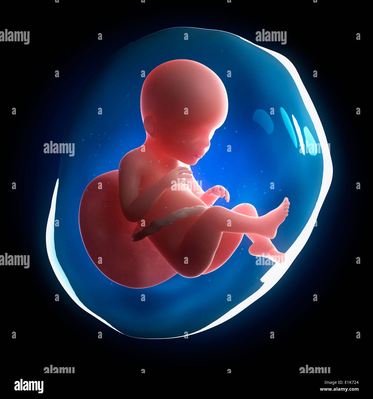 Fetal Development Fotos Und Bildmaterial In Hoher Auflösung Alamy 