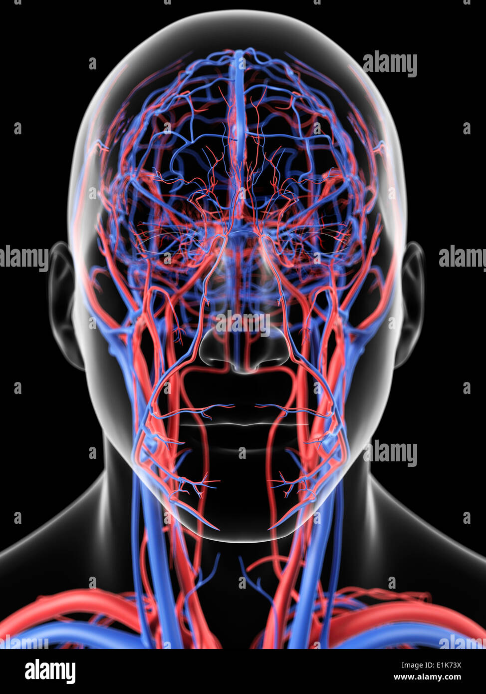 Menschlichen Kopf Blutgefäße Computer Artwork. Stockfoto