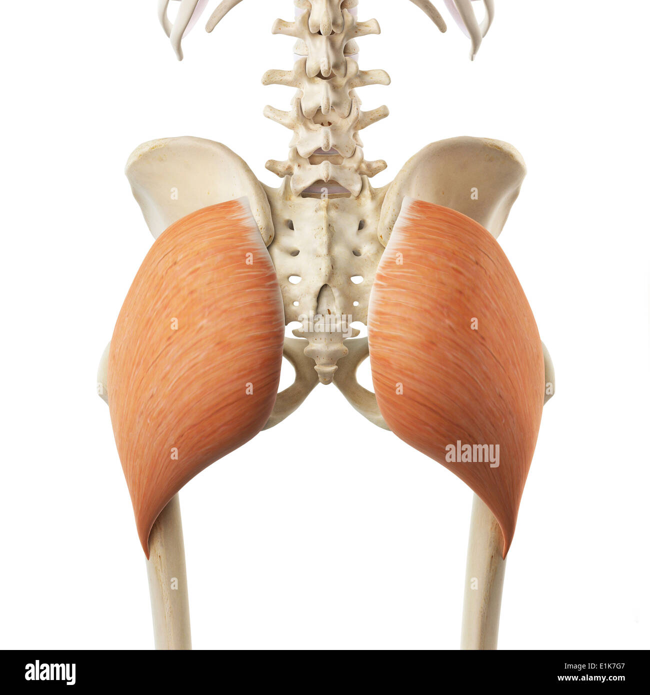 Gluteus Maximus Muskel Stockfotos und bilder Kaufen Alamy