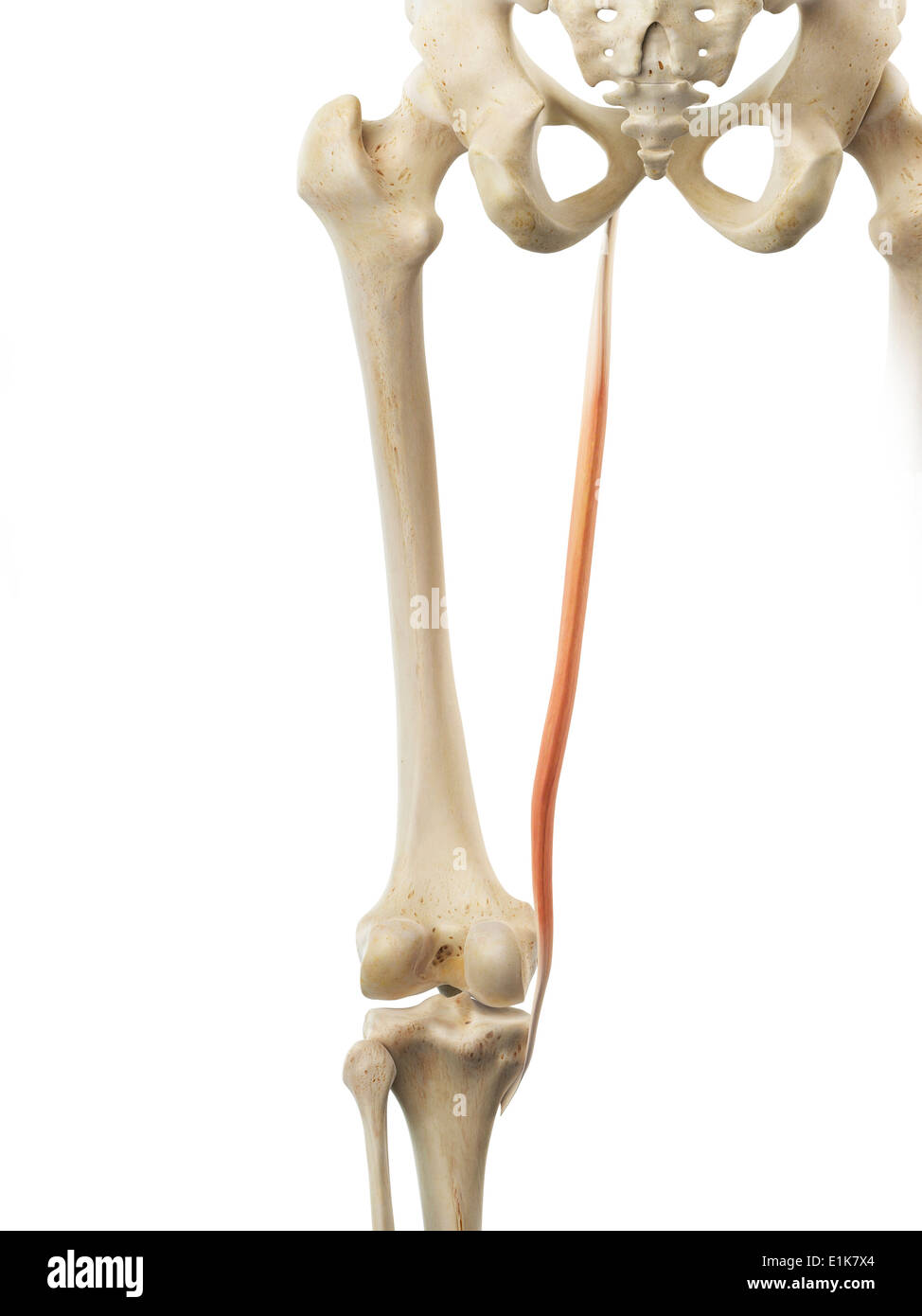 Menschlichen Gracilis Muskel Computer Artwork Stockfotografie Alamy