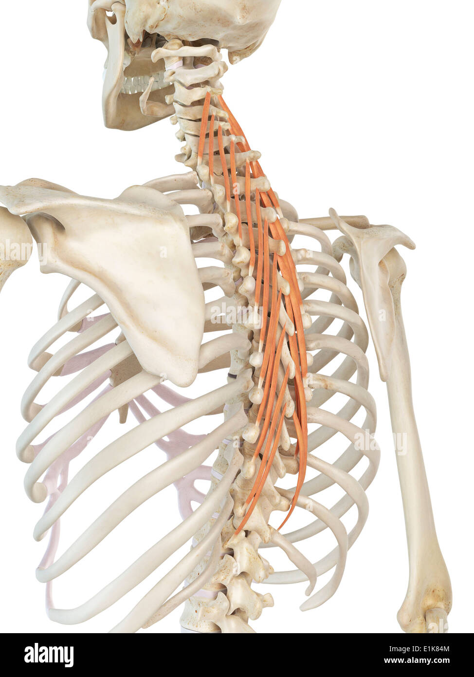 Menschliche Semispinalis Thoracis Muskeln Computer Artwork. Stockfoto