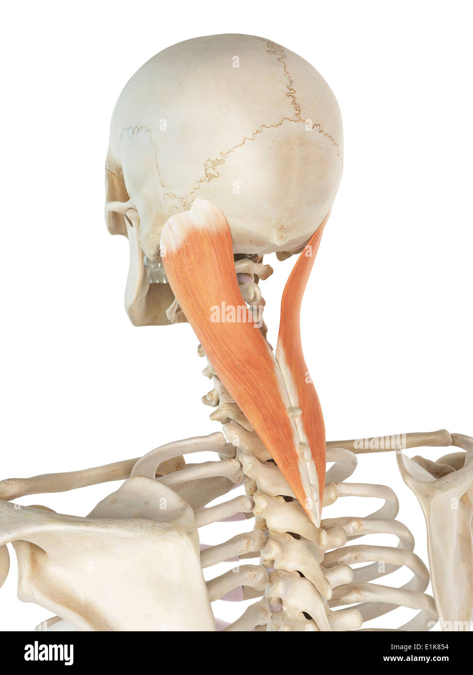 Menschliche Splenius Capitis Muskel Computer Artwork. Stockfoto