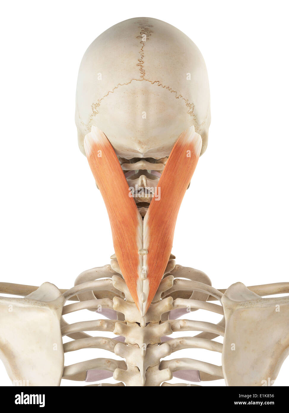 Menschliche Splenius Capitis Muskel Computer Artwork. Stockfoto