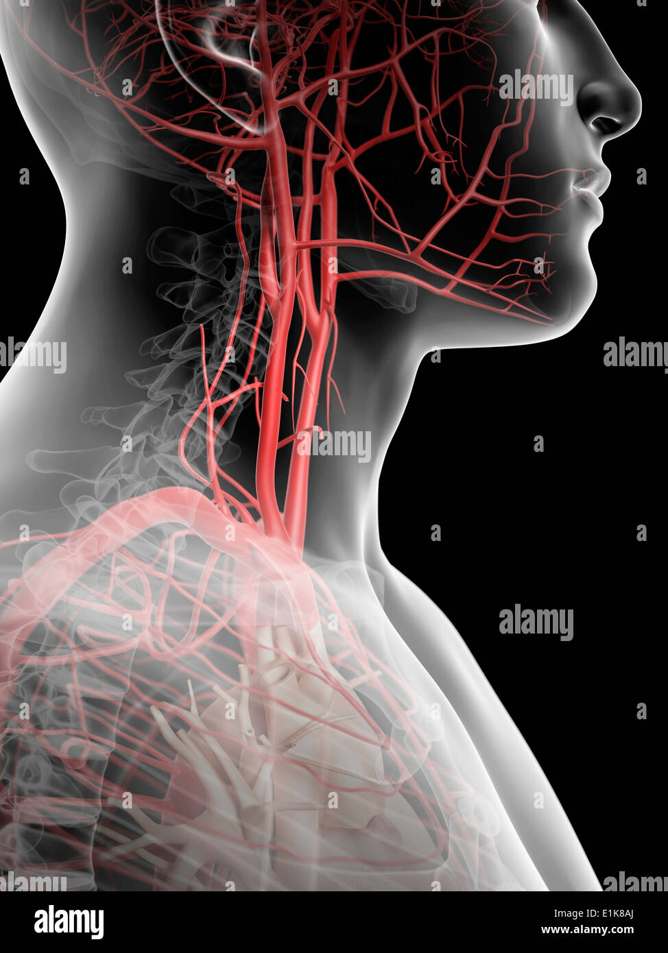 Menschliche Stimme Arterien Computer Artwork. Stockfoto