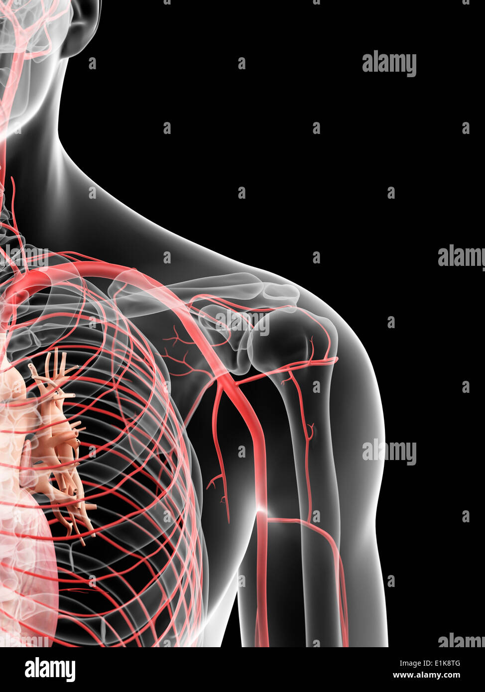 Menschlichen Schulter Arterien Computer Grafik Stockfoto