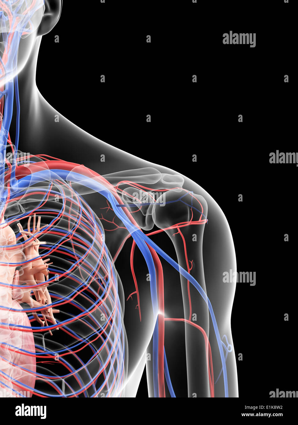 Menschlichen Schulter Blutgefäße Computer Grafik Stockfoto