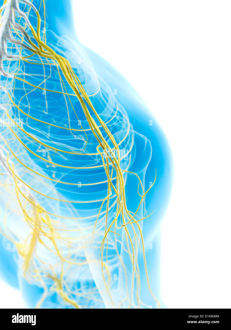 Menschlichen Schulter Nerven Computer Artwork. Stockfoto