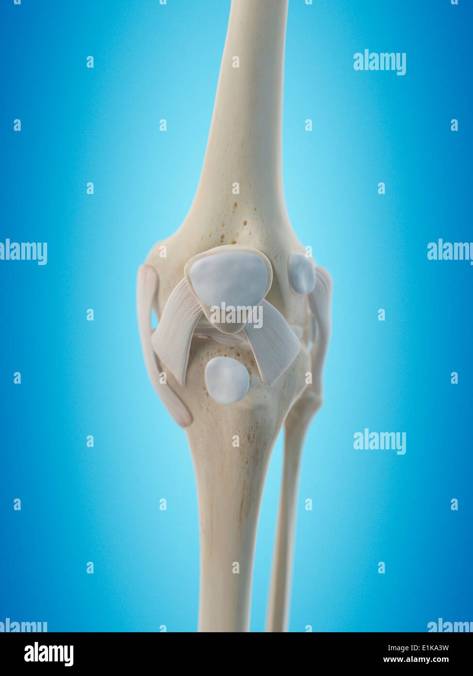 Sehnen am knie anatomie -Fotos und -Bildmaterial in hoher Auflösung – Alamy