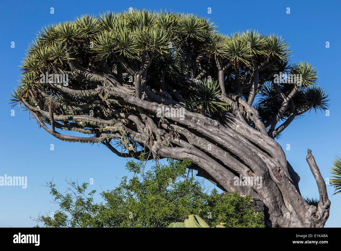 Dracaena Draco der Kanarischen Drachenbaum oder Drago ist eine