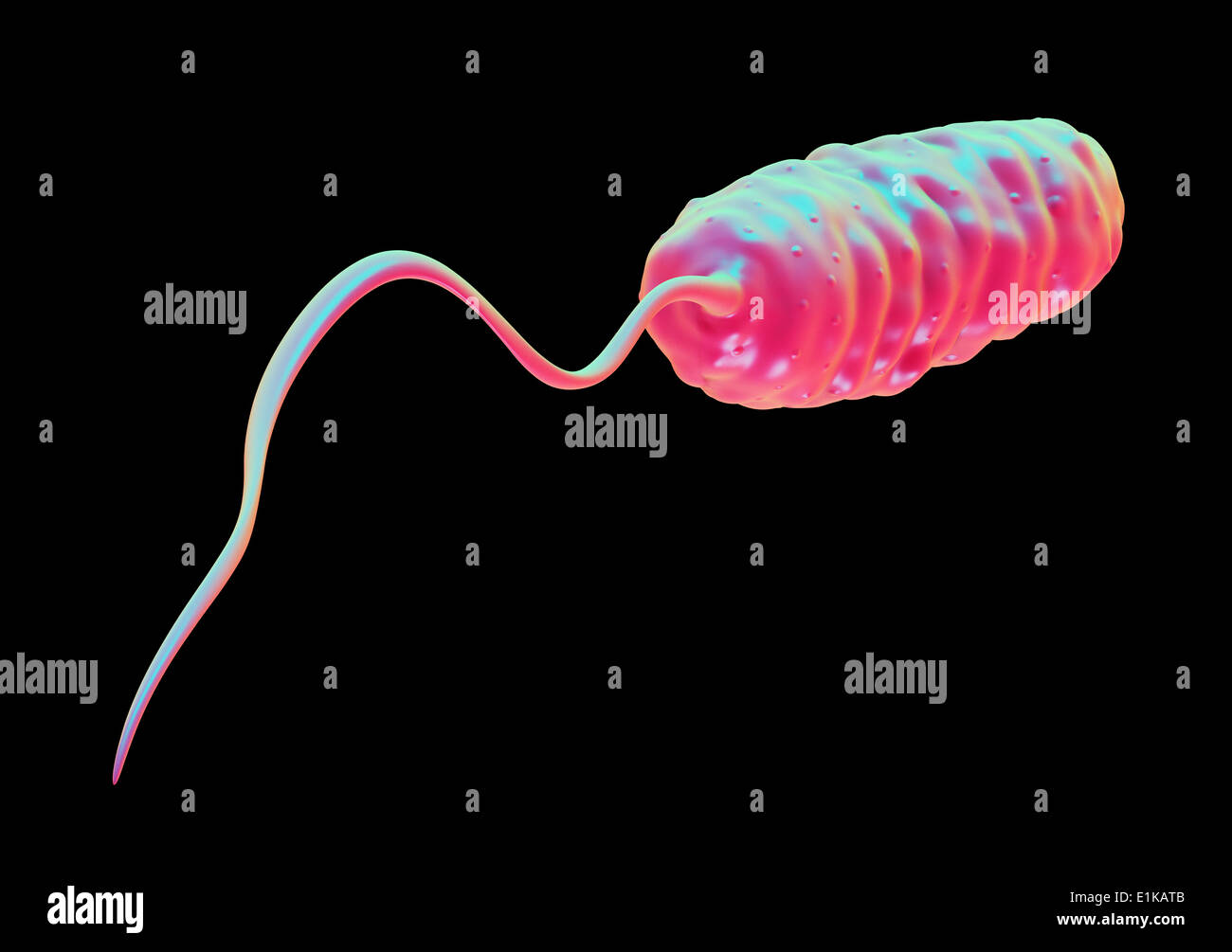 Cholera-Bakterium (Vibrio Cholerae) Computer Artwork. Stockfoto