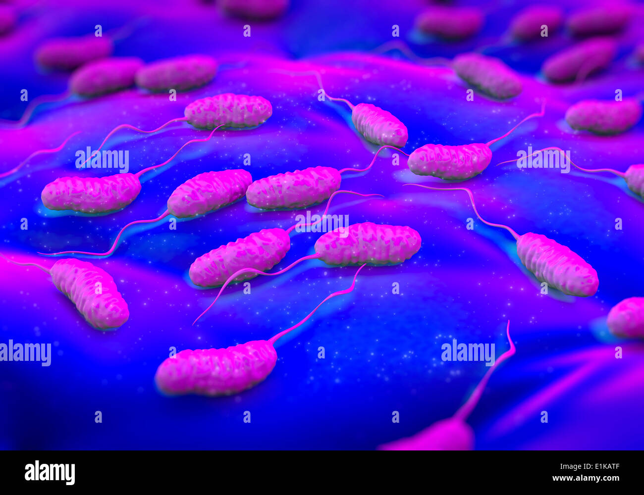 Cholera-Bakterien (Vibrio Cholerae)-Computer-Grafiken. Stockfoto