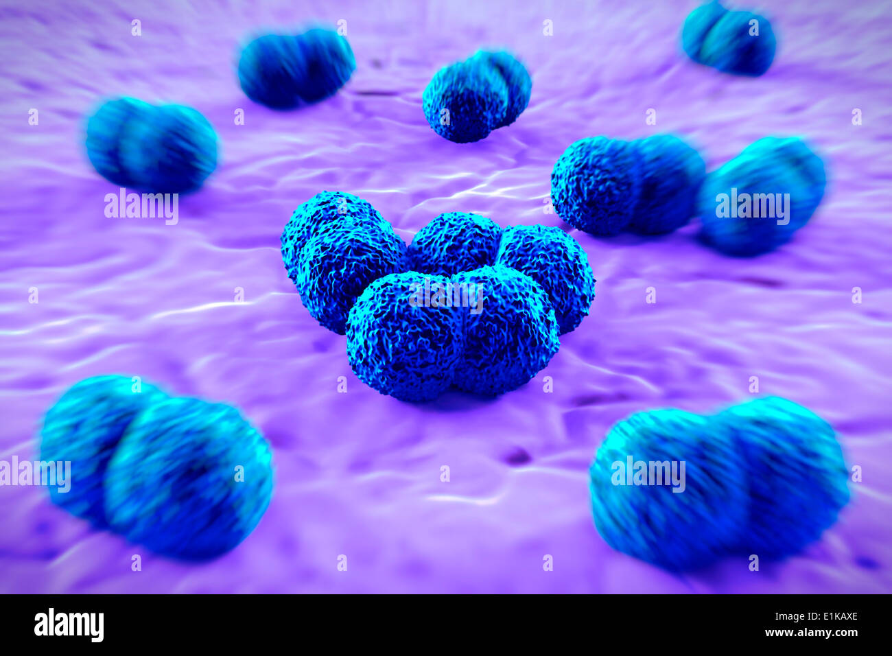 Meningitis Bakterien (Neisseria Meningitidis) Computer Artwork. Stockfoto