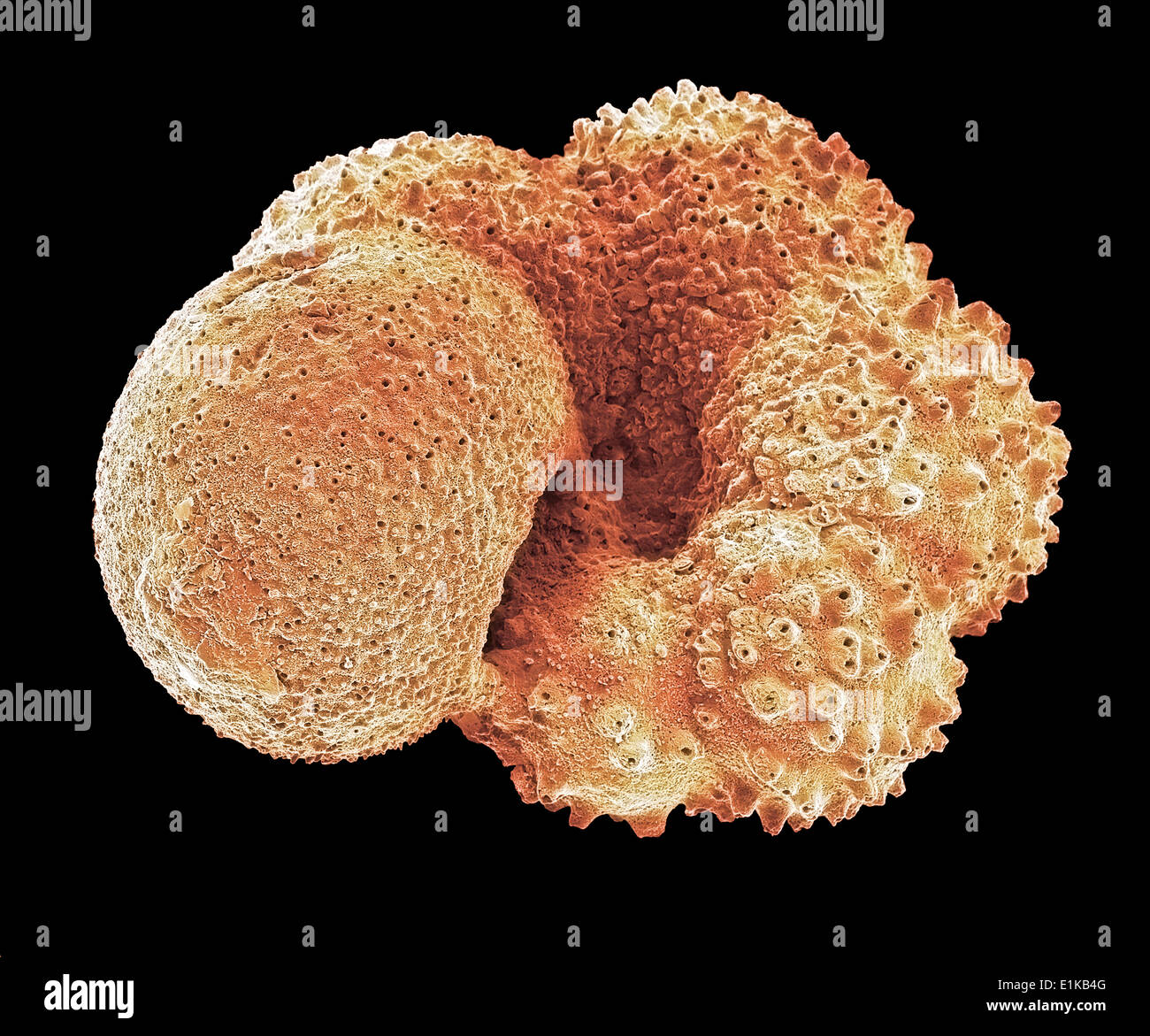 Schale Foraminiferan gefärbt scanning Electron Schliffbild (SEM) der Schale (Test) von einer Schale sp planktonischen Stockfoto