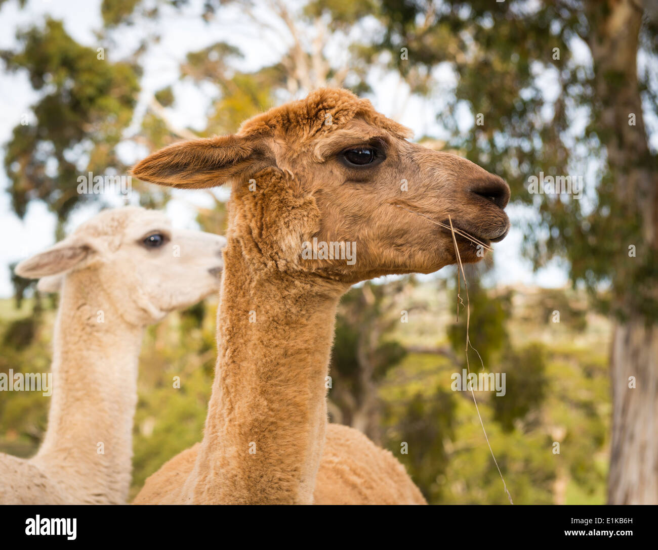 Alpaca eating grass Fotos und Bildmaterial in hoher Auflösung Alamy