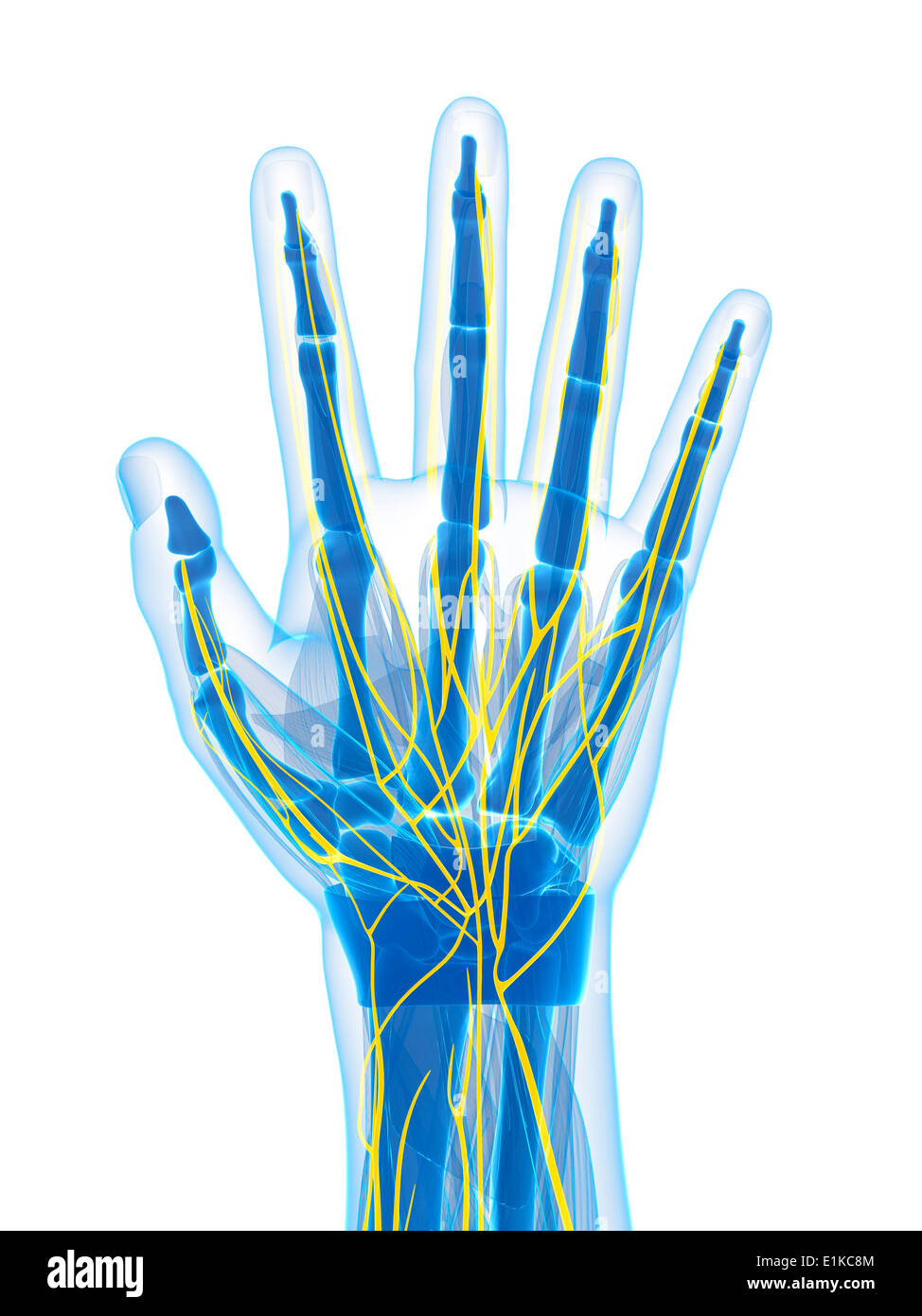 Human Hand Nerves Illustration Stockfotos Und Bilder Kaufen Alamy