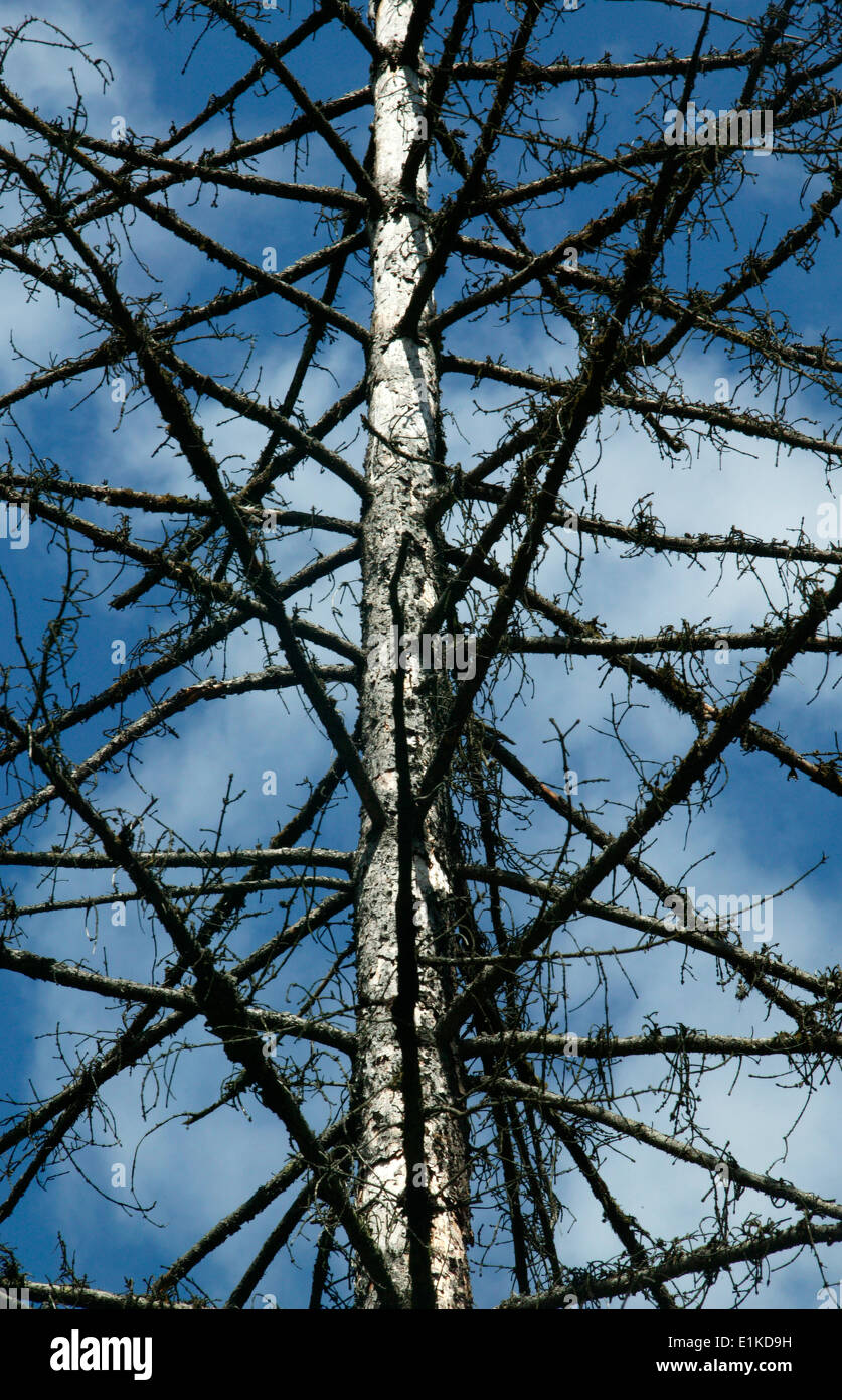 Toter Baum Stockfoto