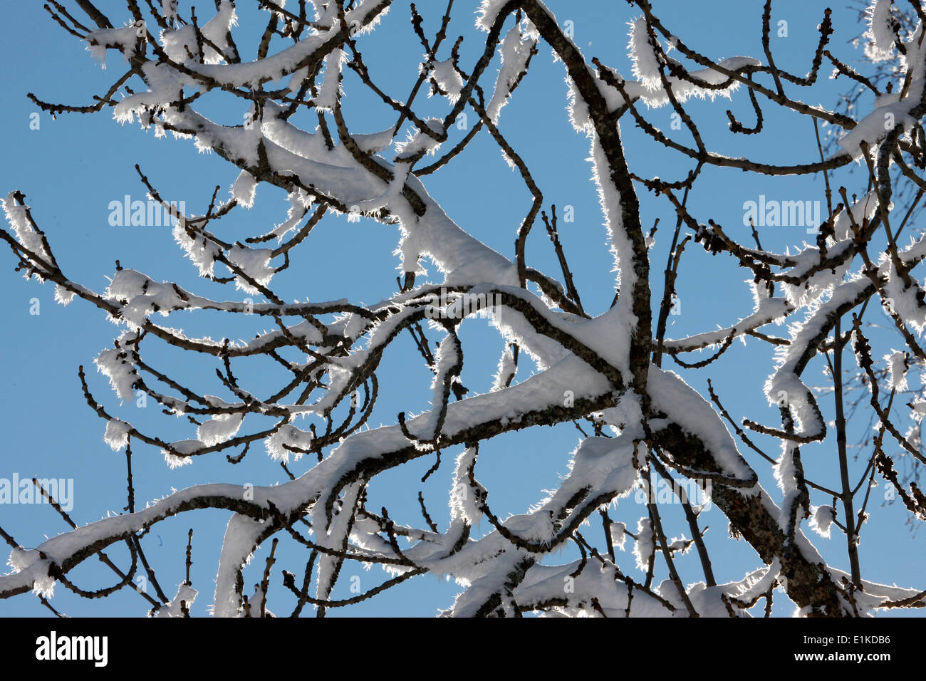 Schneebedeckten Baum Stockfoto