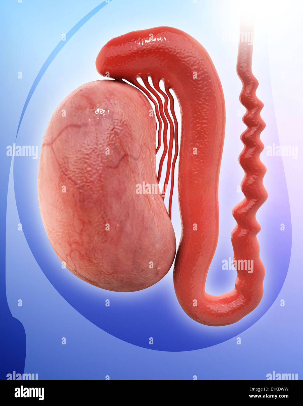 Menschliche Hoden Computer Artwork. Stockfoto