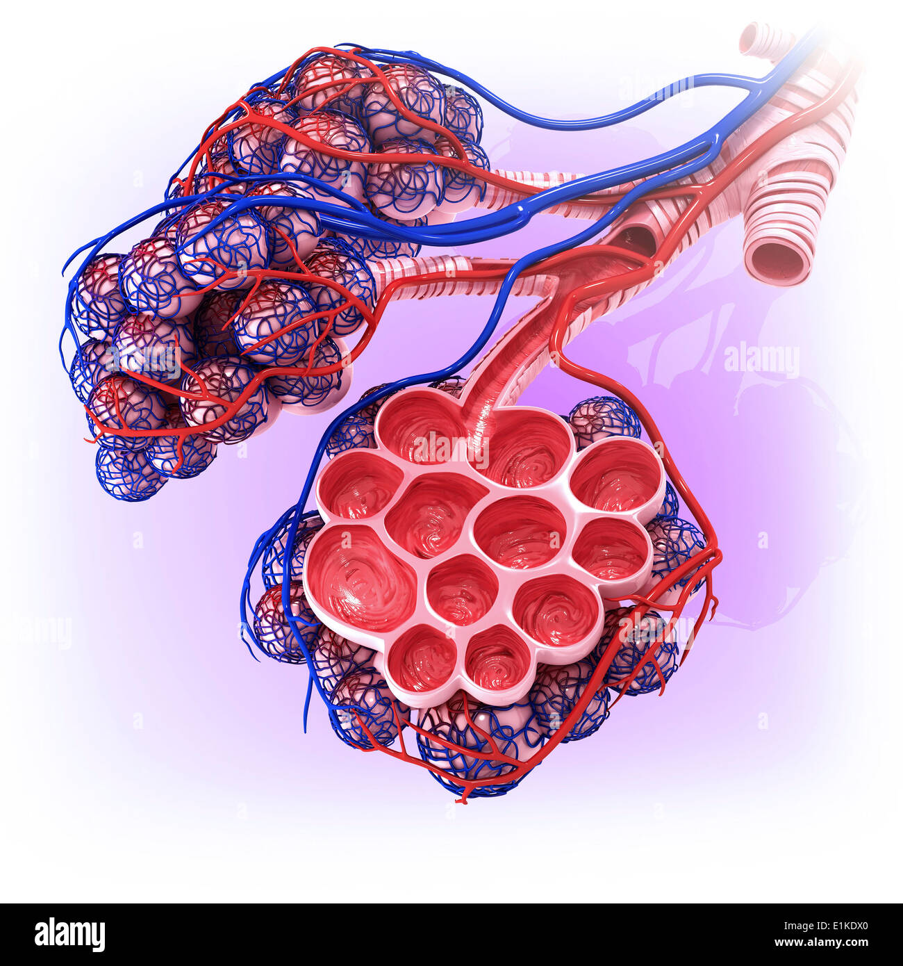 Bronchiole alveoli Fotos und Bildmaterial in hoher Auflösung Alamy