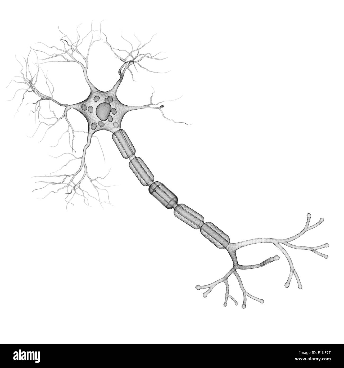 Nervenzelle Computer Artwork. Stockfoto