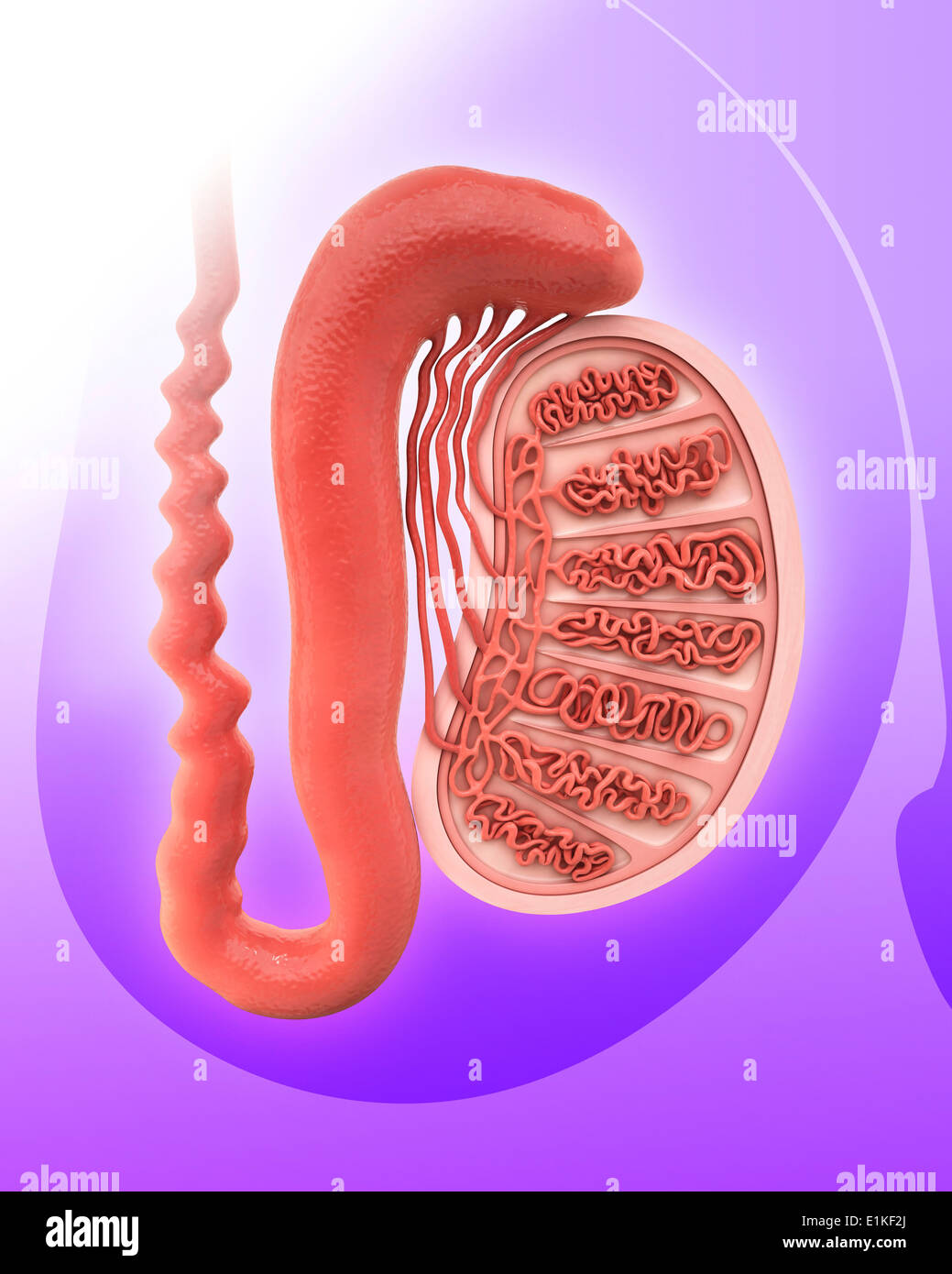 Menschliche Hoden Computer Artwork. Stockfoto