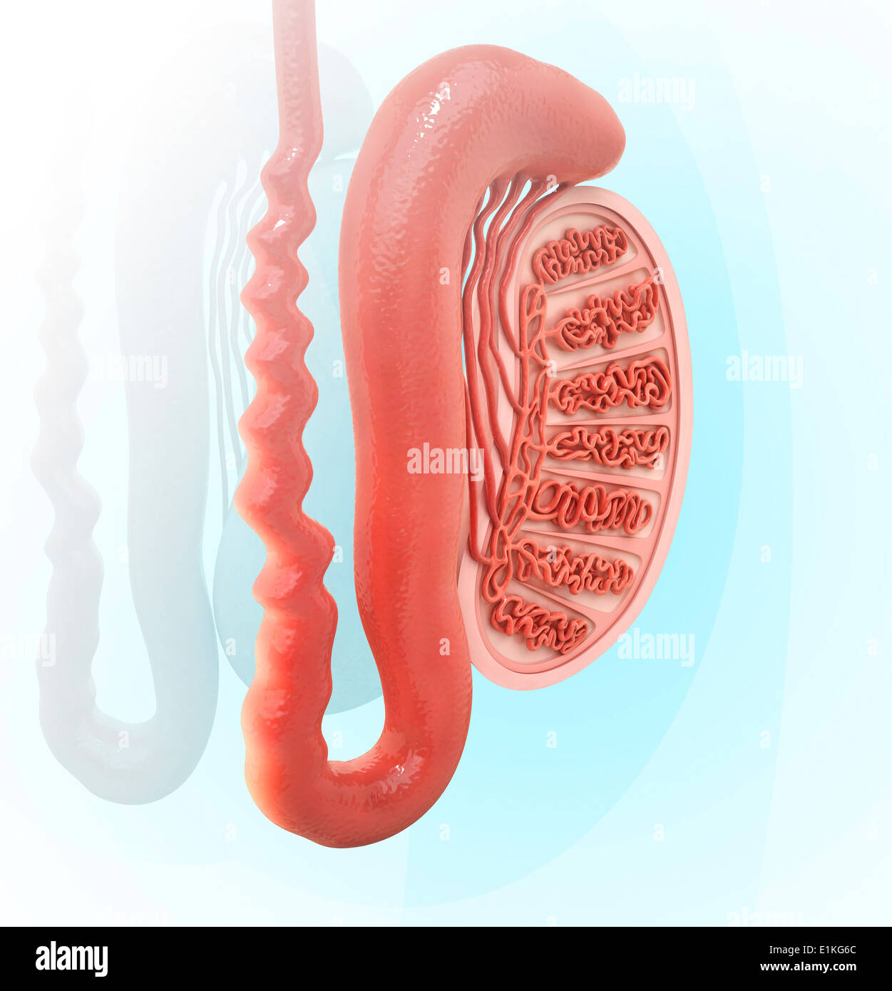 Menschliche Hoden Computer Artwork. Stockfoto