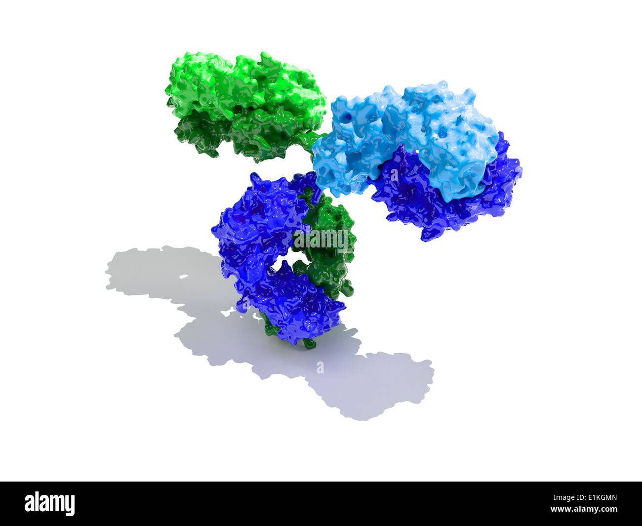 Immunglobulin G Antikörper Molekül Computermodell zeigt der Sekundärstruktur eines Moleküls Immunglobulin G (IgG) Dies ist Stockfoto