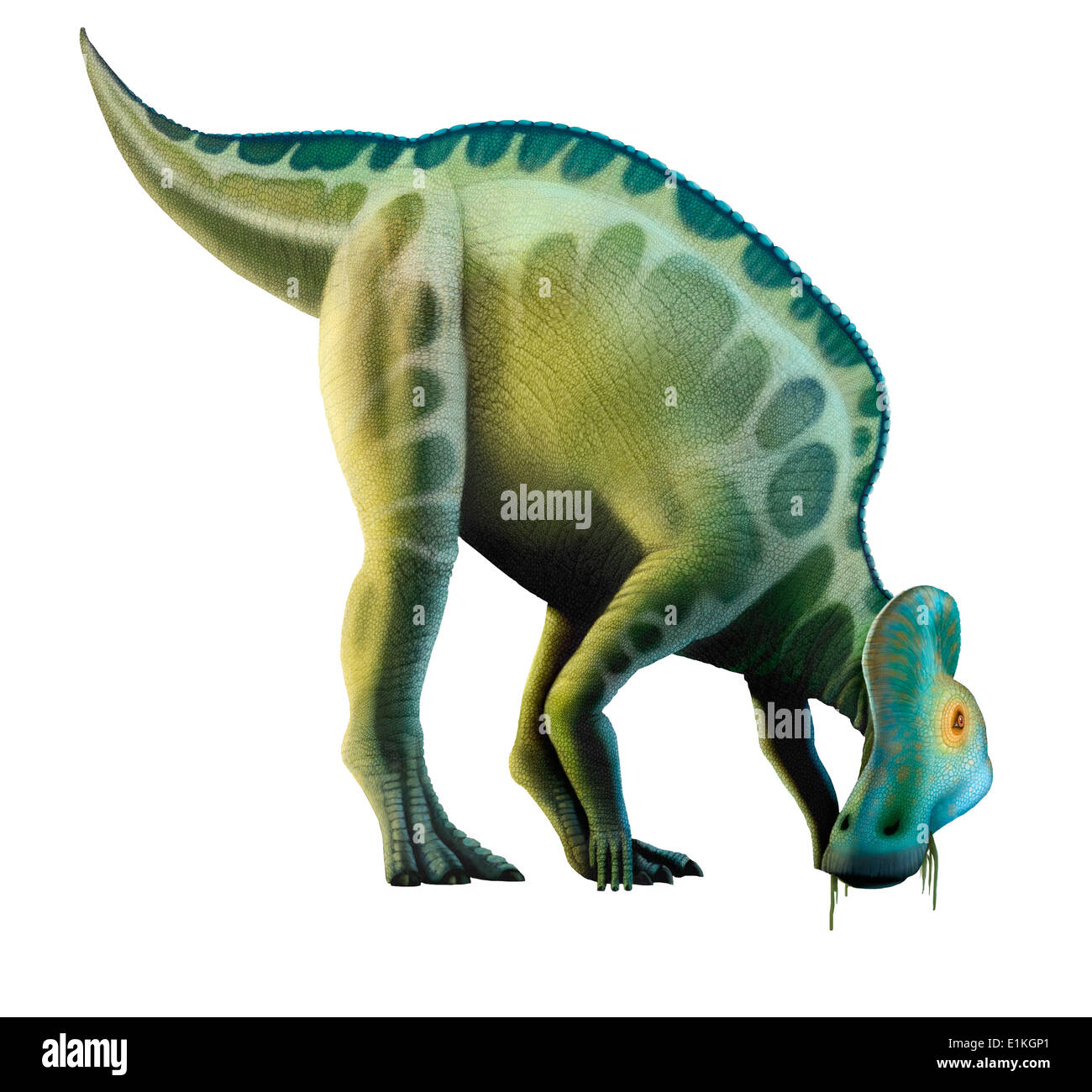Corythosaurus ist eine Gattung der Lagena (dh 'Ente-billed') Dinosaurier Planet Esser, die im heutigen Nordamerika lebten Stockfoto