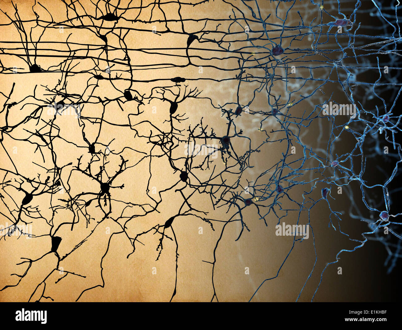 Artwork von Nervenzellen. Stockfoto