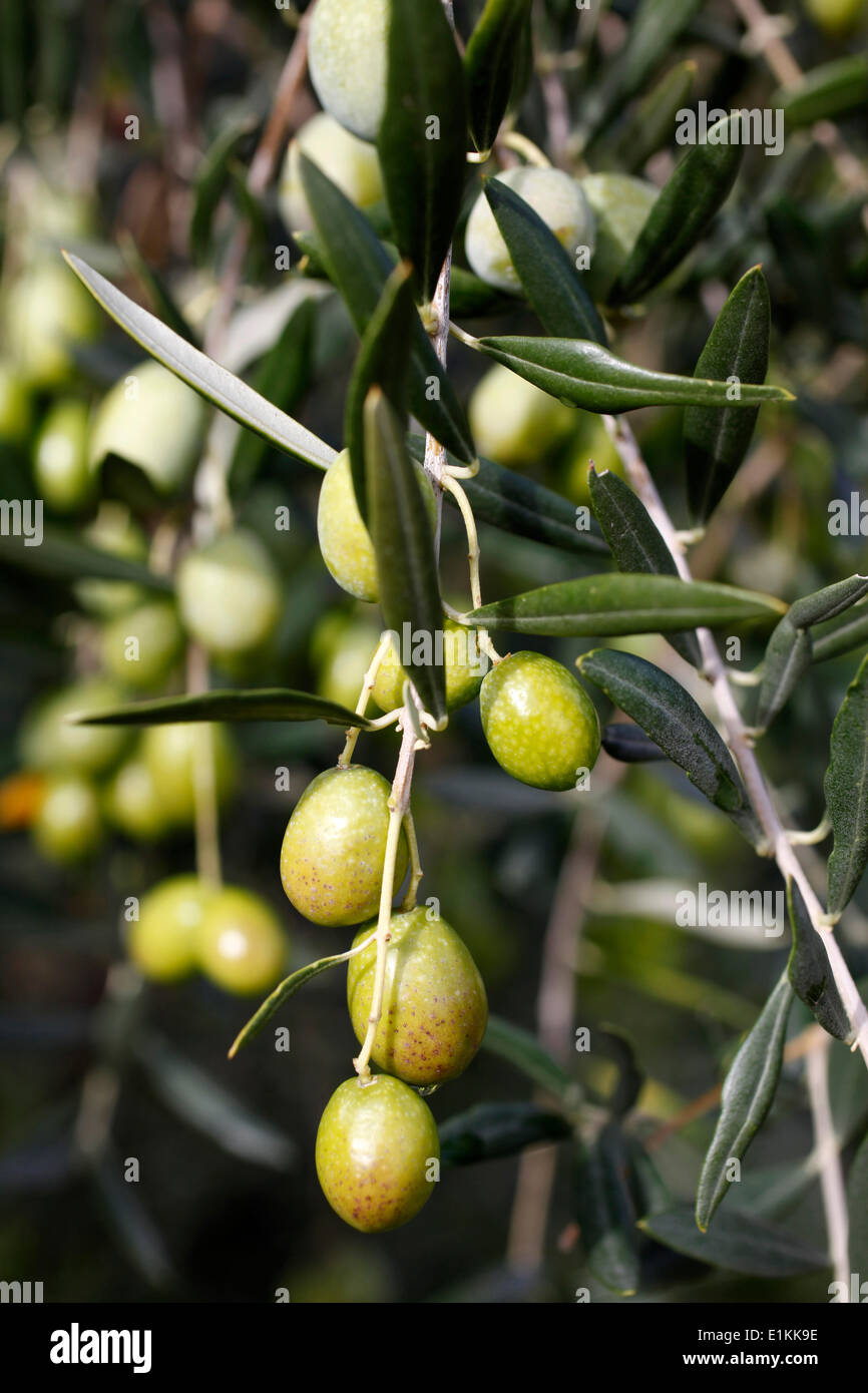 Olivenbaum Stockfoto