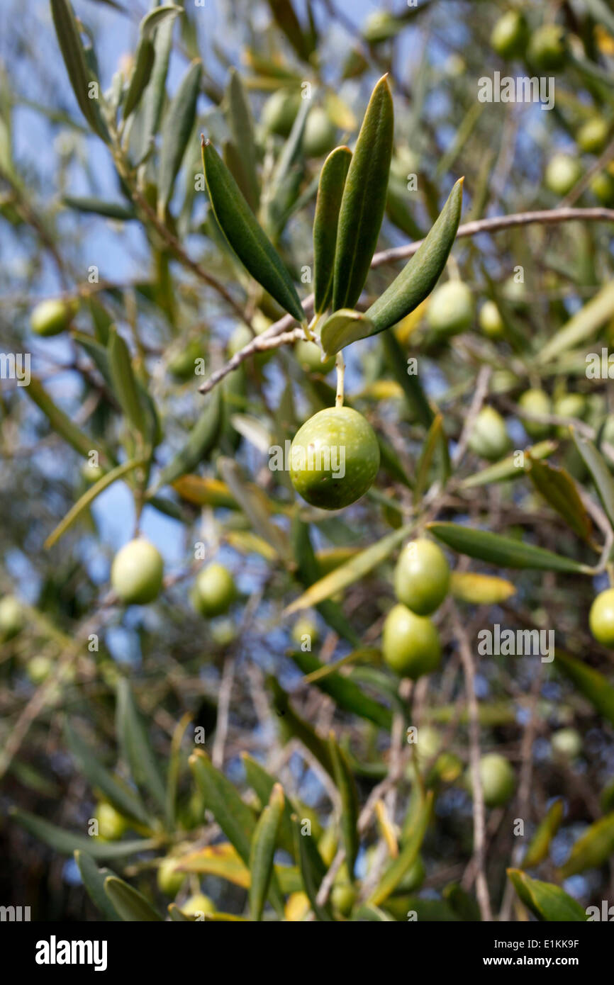 Olivenbaum Stockfoto
