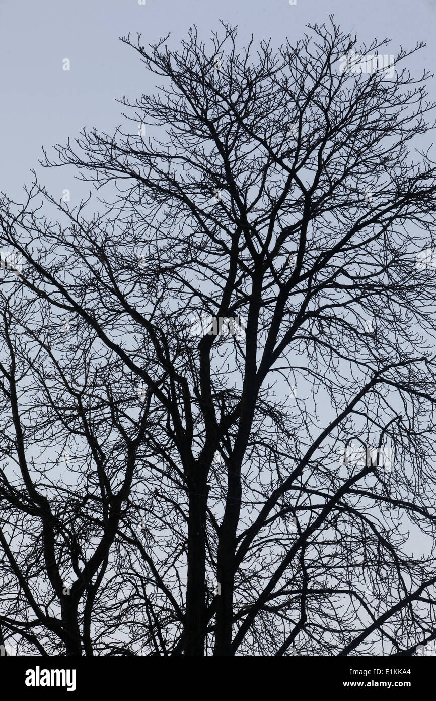 Winter Baum Stockfoto