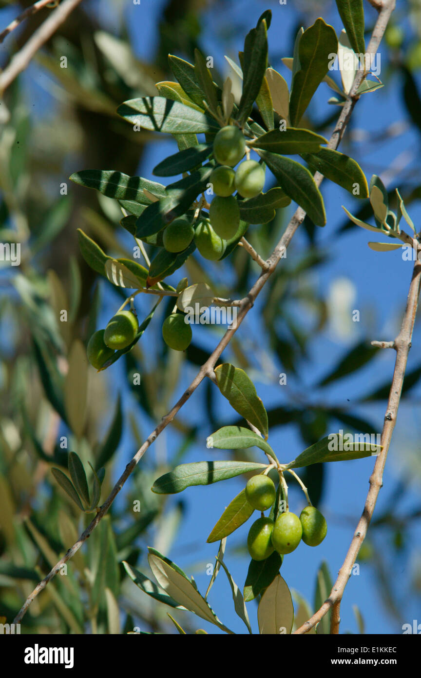 Olivenbaum Stockfoto