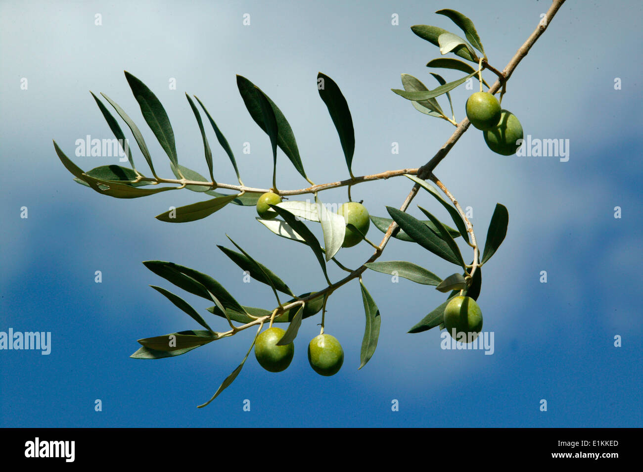 Olivenbaum Stockfoto