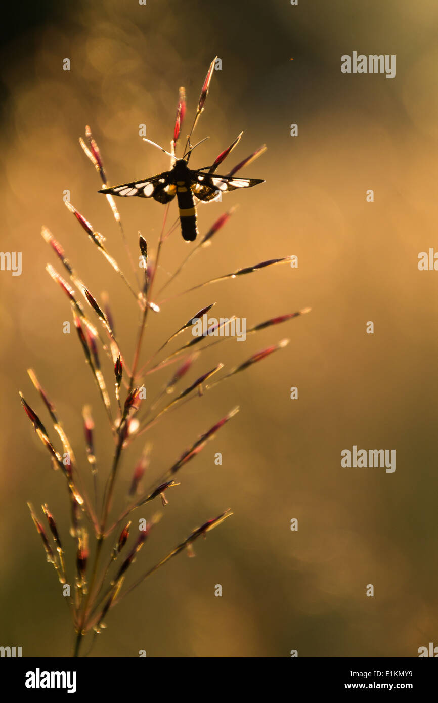 Schwarzer Falter auf Chrysopogon Aciculatus #2 Stockfoto