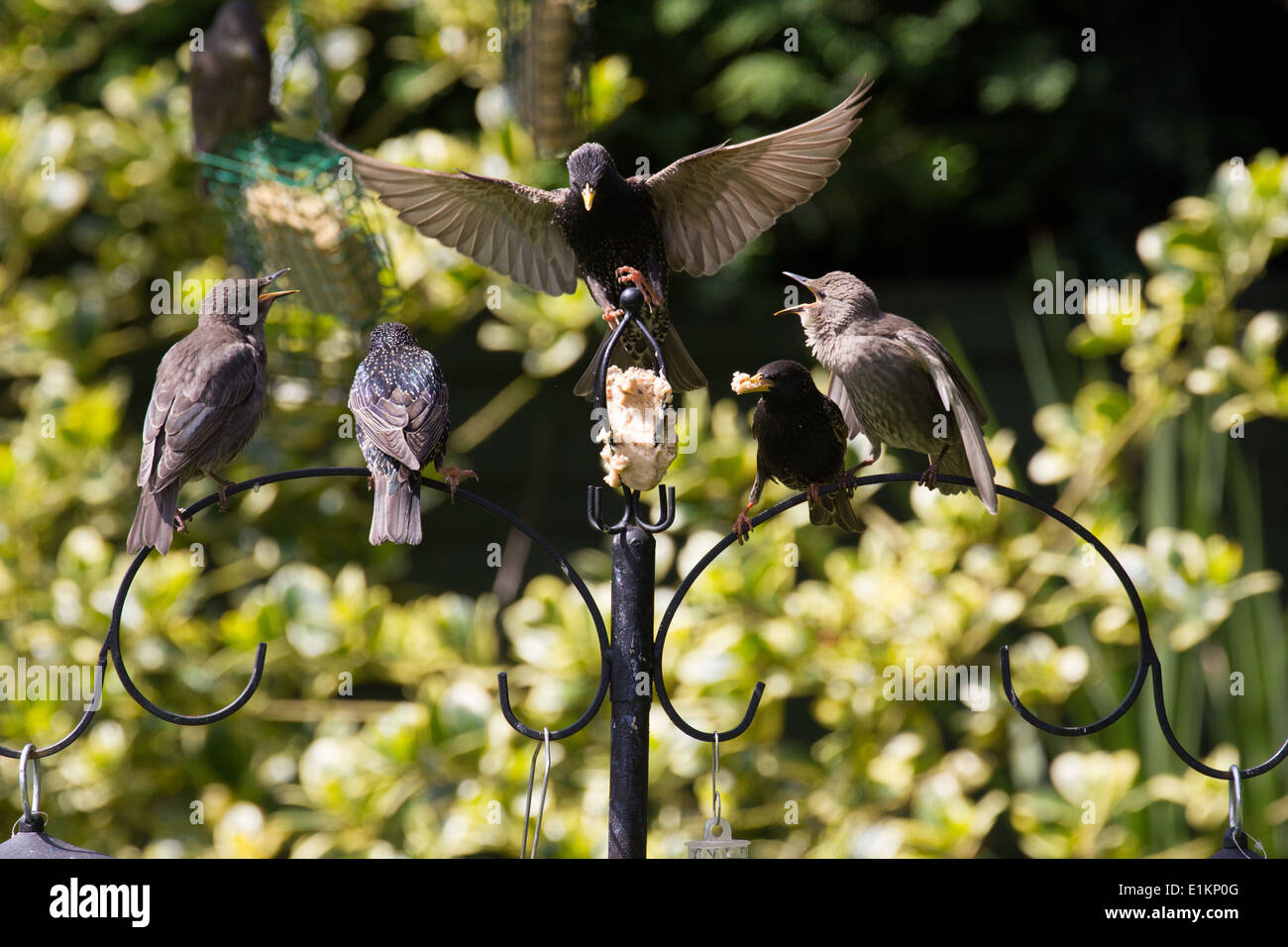 Sturnus Vulgaris Stare Fütterung junger Großbritannien Stockfoto