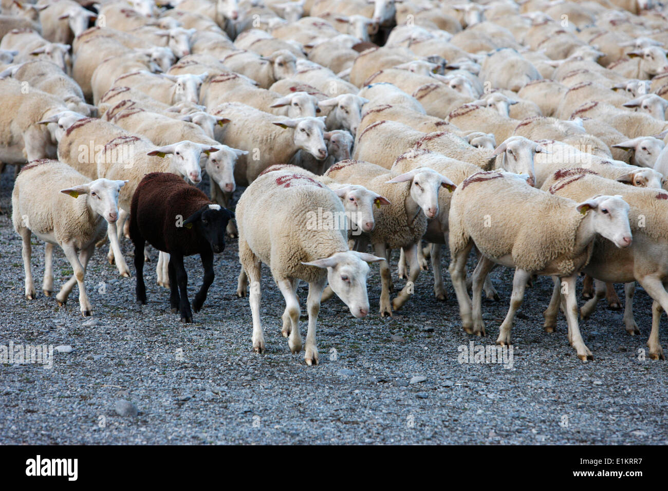 Herde von Schafen Stockfoto