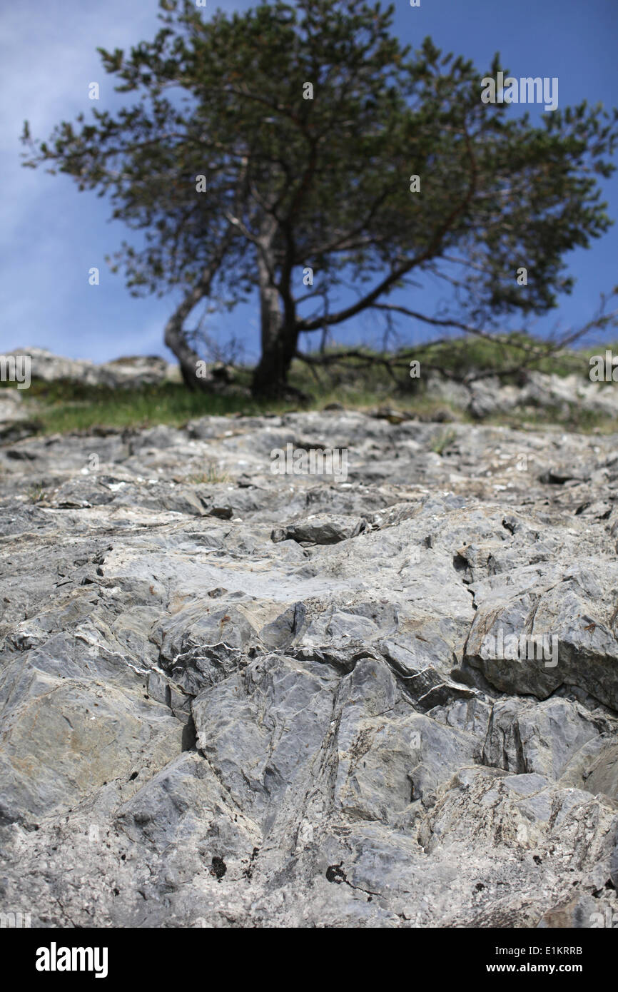 Baum und Felsen Stockfoto