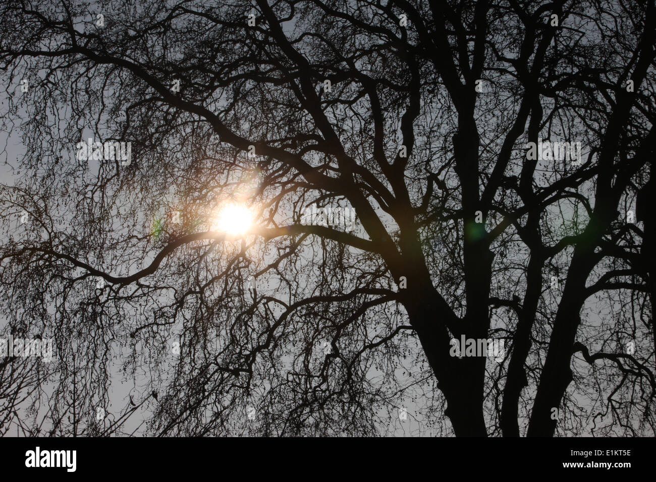 Baum und Sonne. Stockfoto