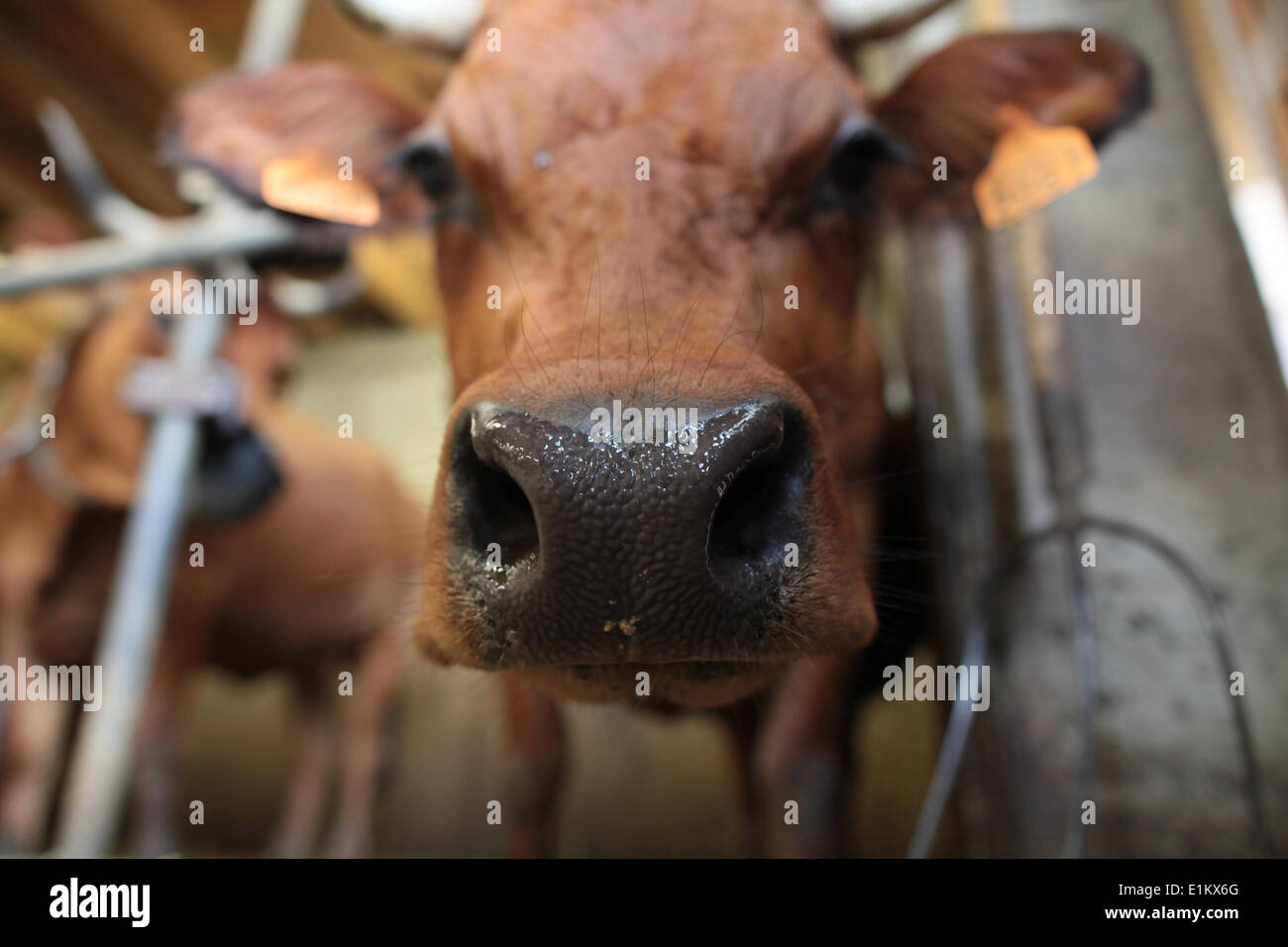 Kuh im Stall Stockfoto