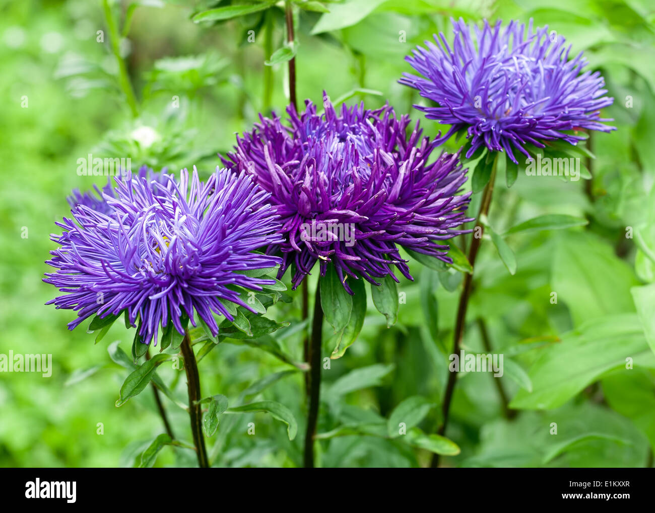 Blau und lila Astern auf grünem Hintergrund Stockfoto