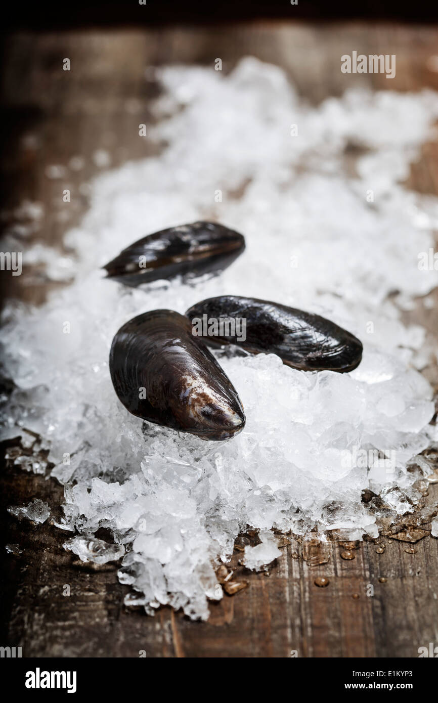 Frische Muscheln bereit für das Kochen auf dem Eis Stockfoto
