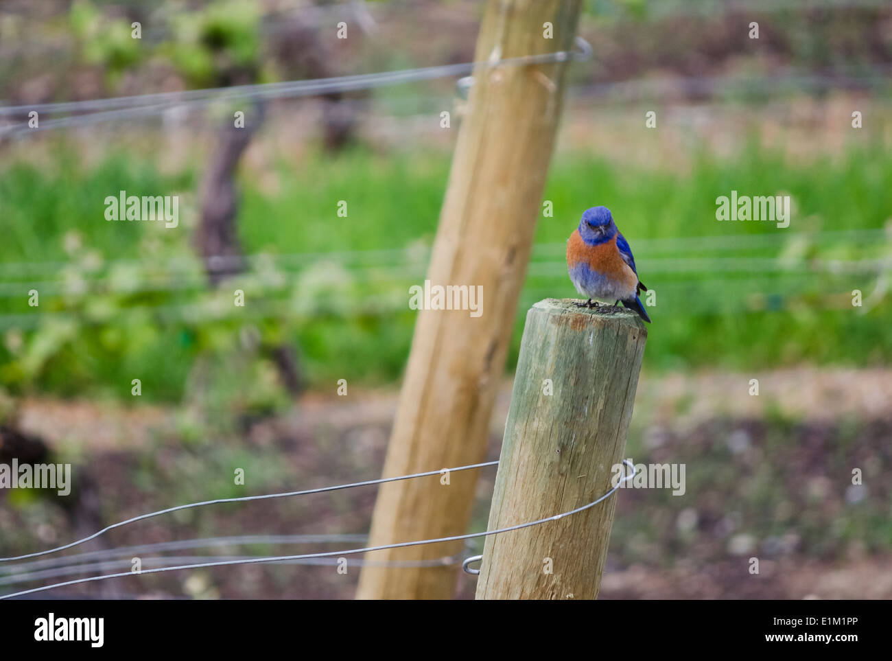 Westlichen Bluebird (Sialia Mexicana) ruht auf einen Posten in einem Weinberg in der Okanagan-Gebiet von British Columbia, Kanada. Stockfoto