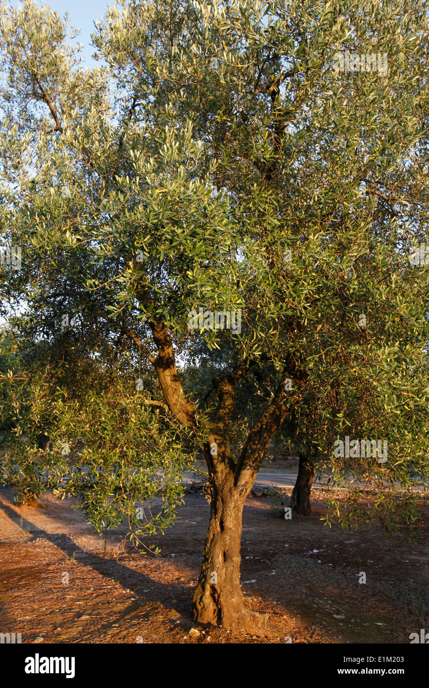 Olivenbaum Stockfoto