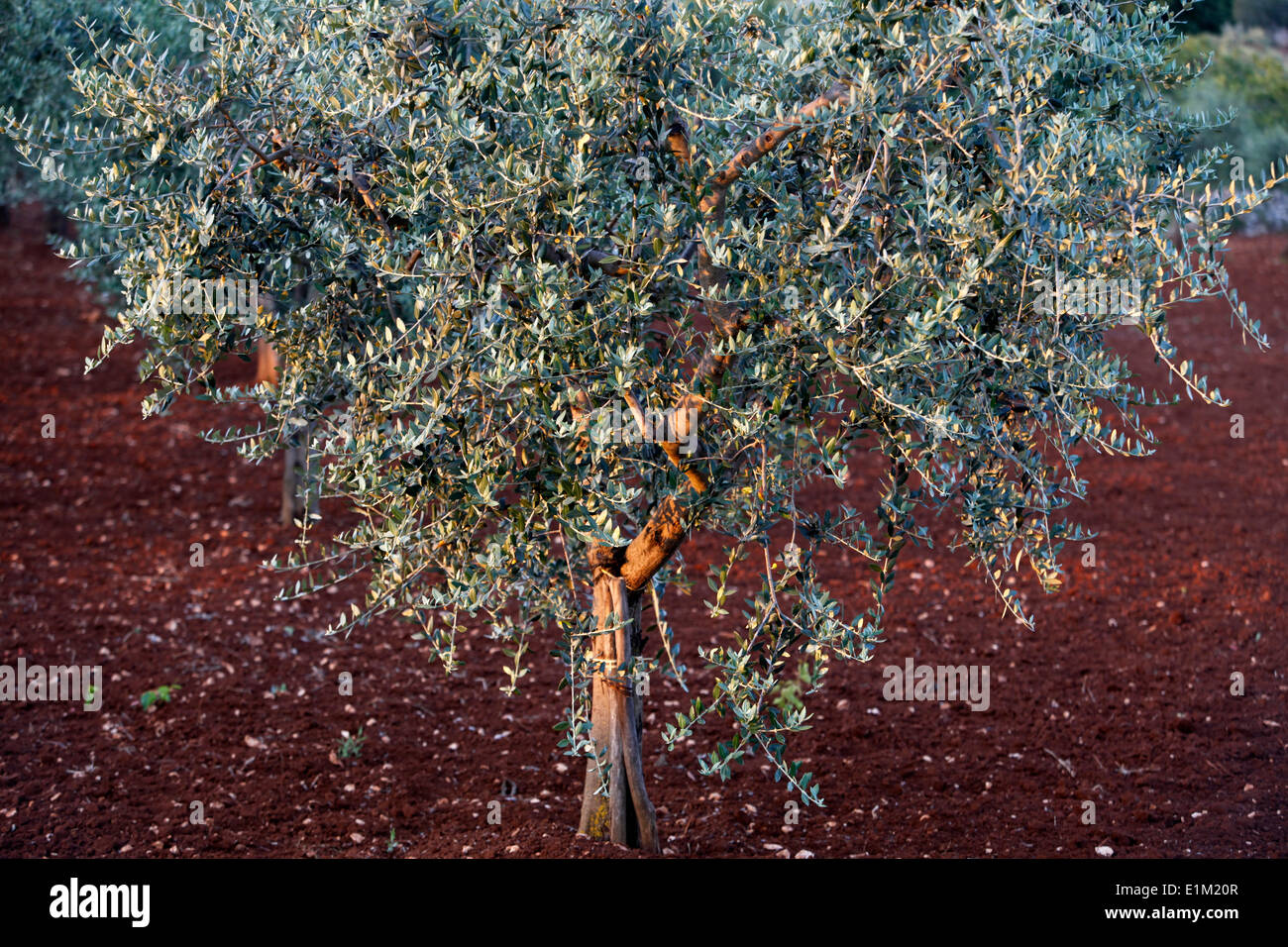 Olivenbaum Stockfoto