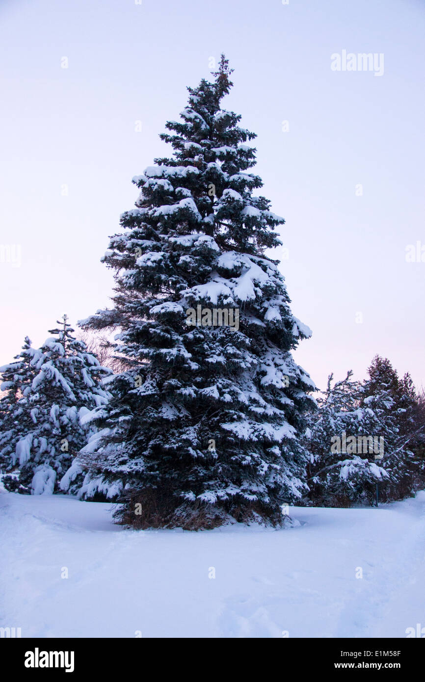 Baum im Schnee, Stockfoto