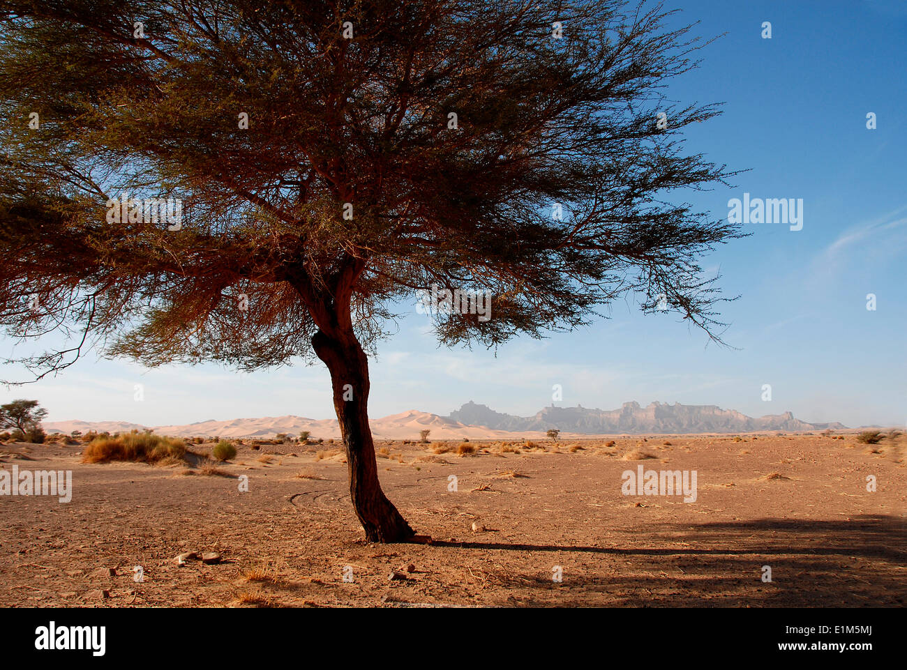 Wüste-Baum Stockfoto
