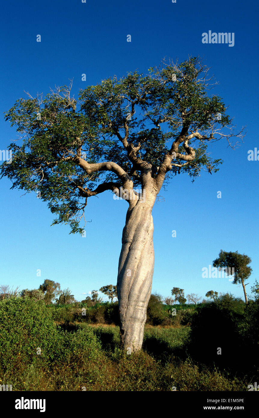 Delonys Baum Stockfoto