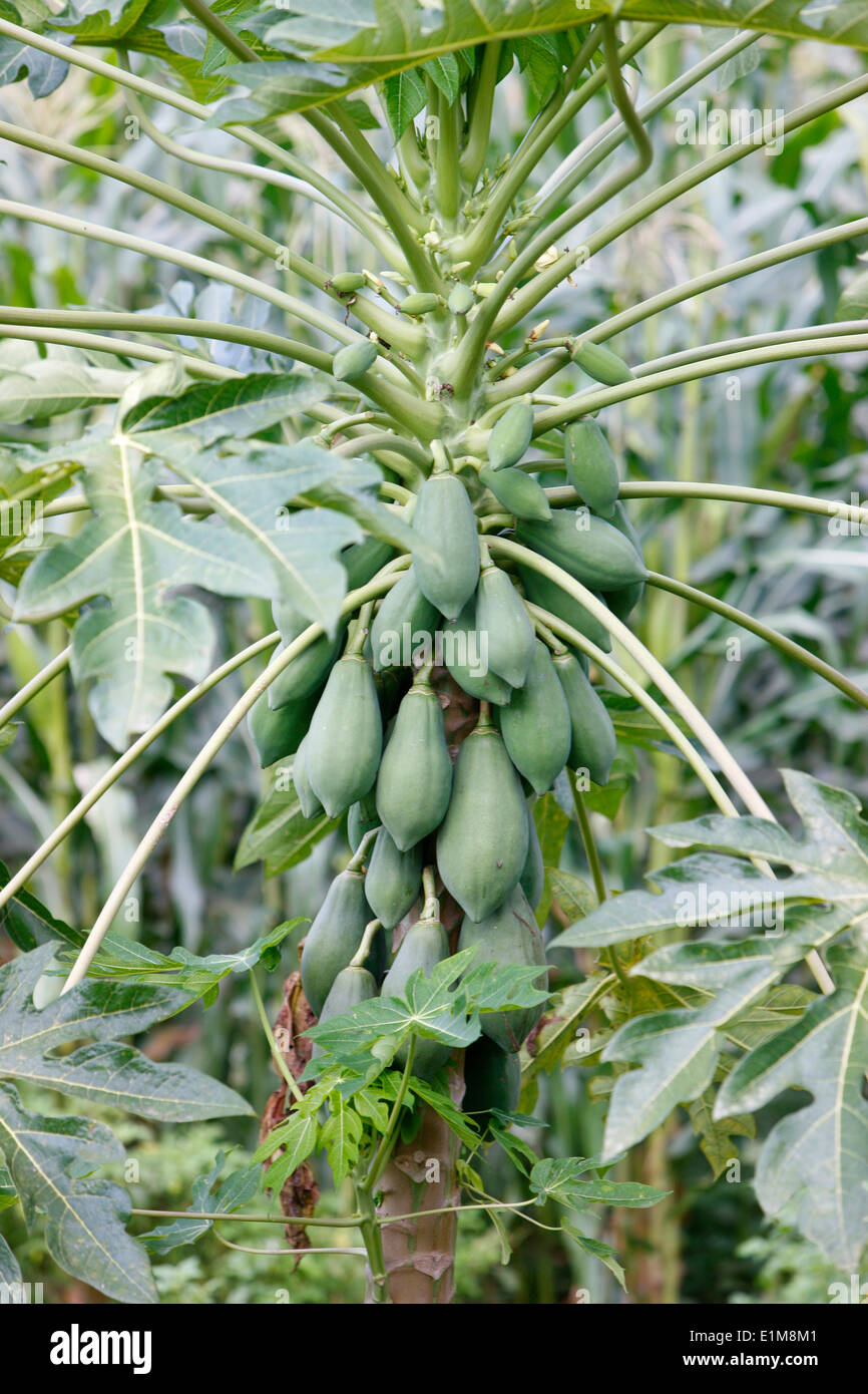 Papaya tree Fotos und Bildmaterial in hoher Auflösung Alamy